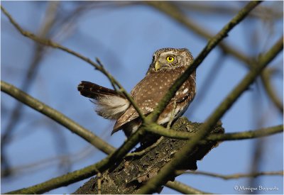 Dwerguil / Pygmy Owl