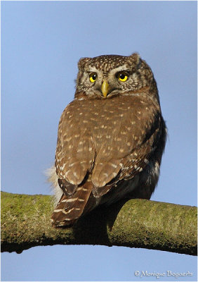 Dwerguil / Pygmy Owl