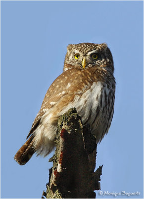 Dwerguil / Pygmy Owl