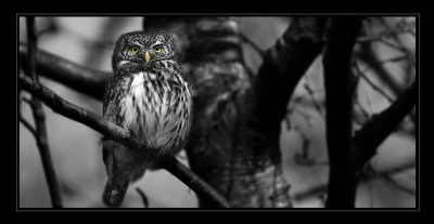 Dwerguil / Pygmy Owl