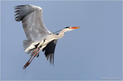 *** Herons and Bitterns ***