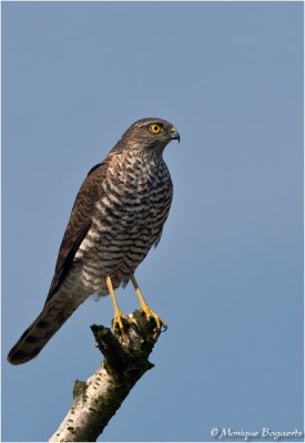 Sperwer / Sparrowhawk