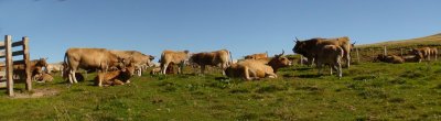 Auvergne cows