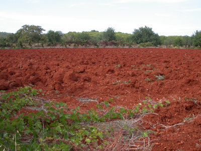Red soil of Eivissa