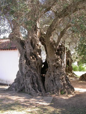 Oldest olive tree in Portugal at Santa Luzia
