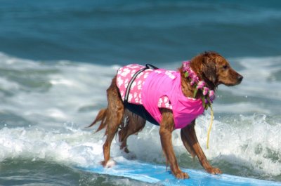 2012_surf_dog_competition