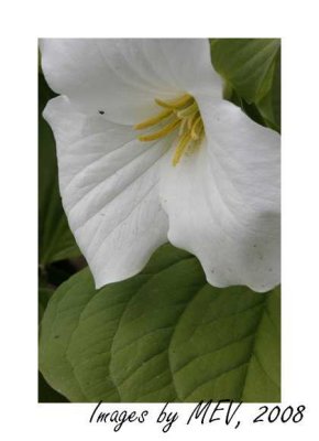 Trillium