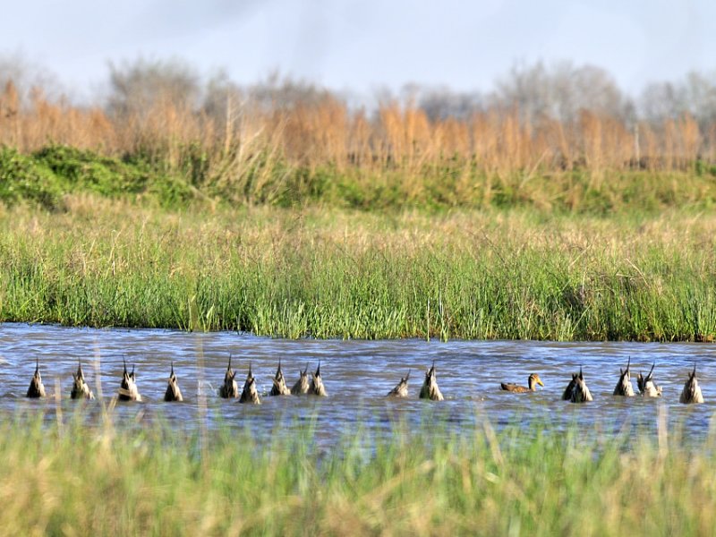 A Chorus Line - Pintails