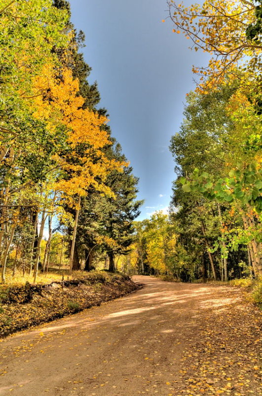 Aspens, Gunnison National Forest