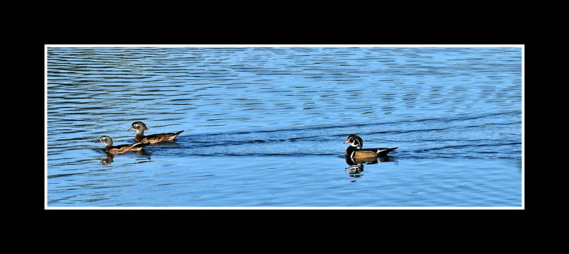 NOV_9125 Wood Ducks, Hens and Drake
