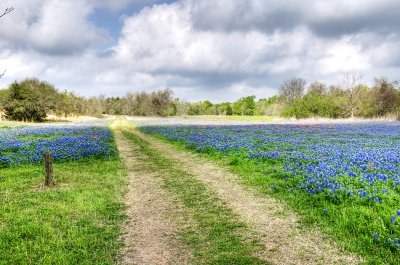 Bluebonnets - Washington On The Brazos SP