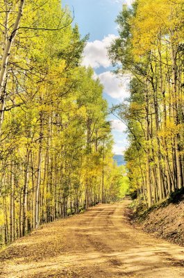 Aspens, Gunnison National Forest