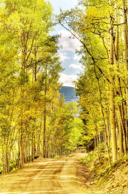 Aspens, Gunnison National Forest