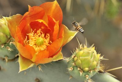 Pear Bloom w/bee