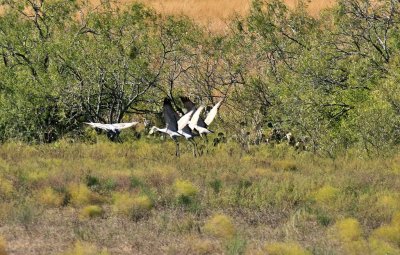 NOV_8691: Sandhill Cranes