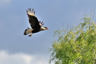 NOV_8887: Crested Caracara