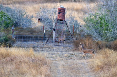 DEC_0081 Juvenile Whitetail Bucks