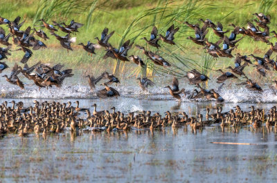 ANW_9207_BlueWing blastoff: Anahuac NWR