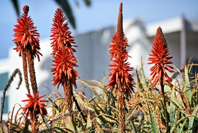 Red-Hot Pokers