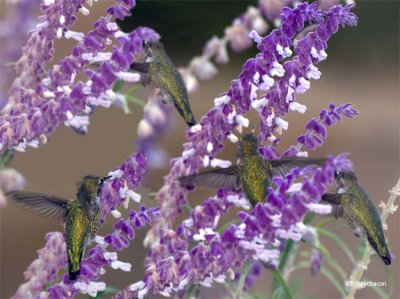Hungry Hummers