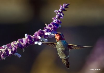 Hummer in the sage.