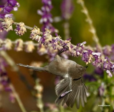 A favorite antic, hanging upside down, this time with wings flapping too.