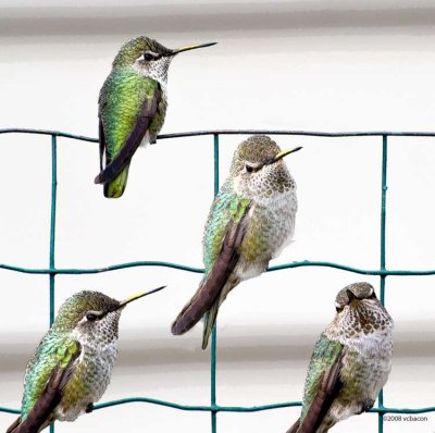 Birds of a Feather