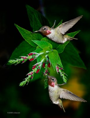 Pineapple Sage