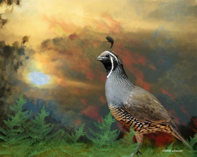 California Quail