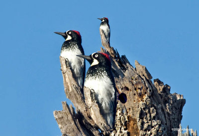 Acorn Woodpecker Sentinel