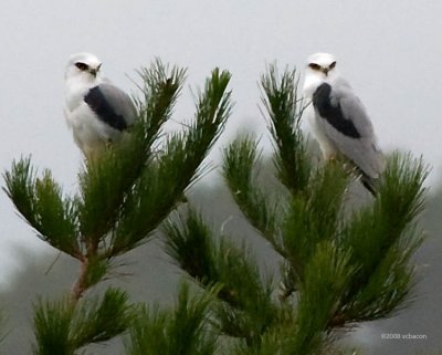 White-tailed Kite pair