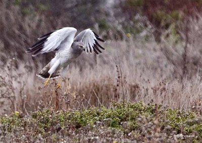 Male harrier hunting