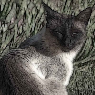 Bonsai, the Cat