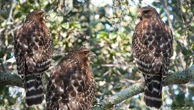 A Squawk in the Trees