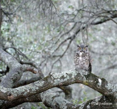 Great Horned Owl in an Oak Forest