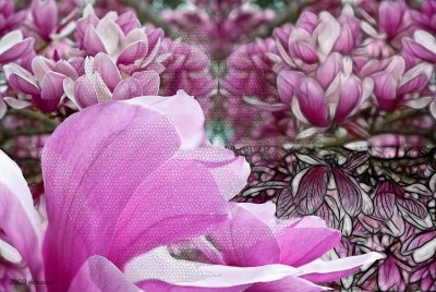 Tulip Tree Flowers Gone Wild