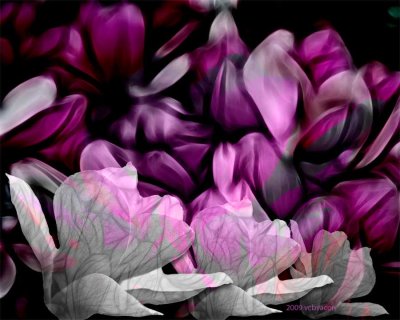 Tulip Tree Floral Montage