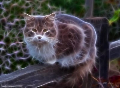 Fractal Cat