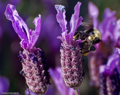 Bee in the lavender