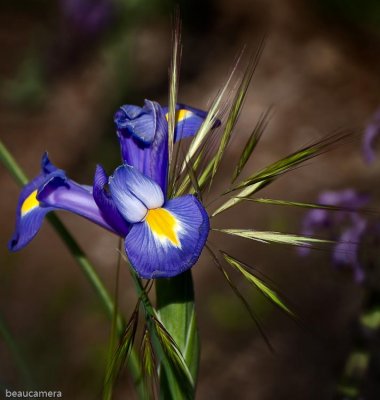 Cohabitation - A Dutch Iris amid grasses
