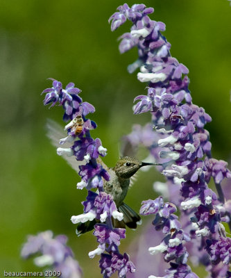 Hummer and a Bee