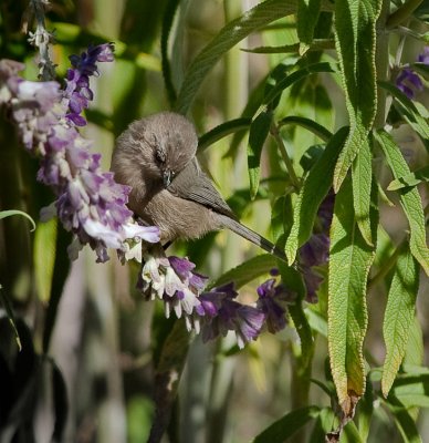 Bushtit antics