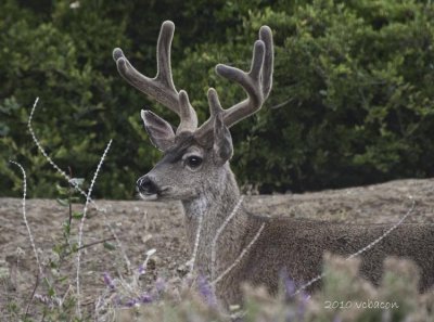 The image I used to create the All Horned In montage