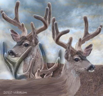 All Horned In