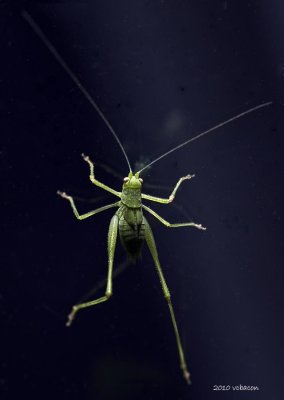 20100717-_DSC3826-grasshopper