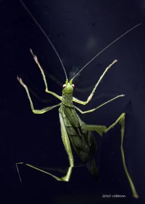 A perfect subject for a CS5 puppet warp action.
20100717-_DSC3826-grasshopper with puppet warp