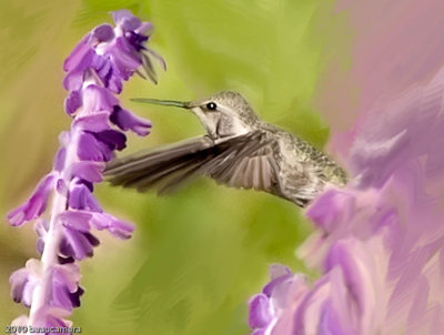 Hummer on the move