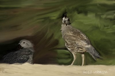 California Quail hiding in the bushes.