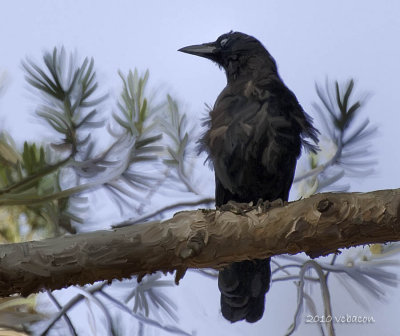 Something to Crow About