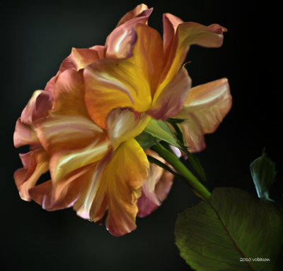 Rose dappled with CS5 painting tools